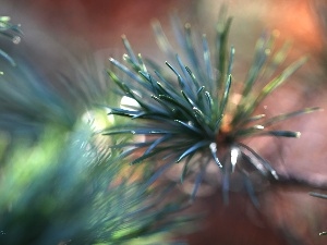 needle, trees, pine