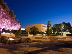 trees, highlighted, university, Night, Jerusalem