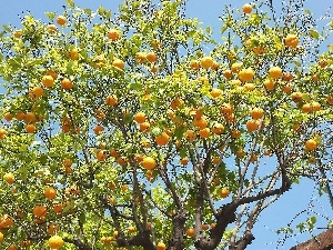 trees, orange