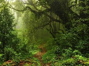 Bush, trees, fern, viewes, magic, forest, Spring, Path