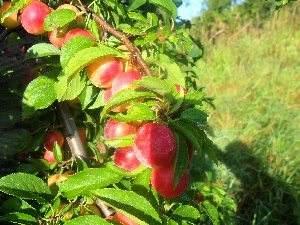 plums, trees, maturing