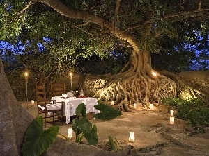trees, Restaurant