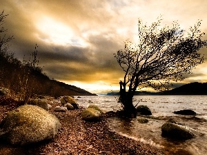 trees, coast, River, Stones