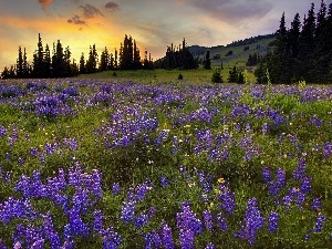 lupine, trees, sun, Meadow, viewes, rays, The Setting