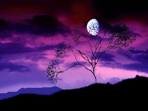 Sky, trees, moon