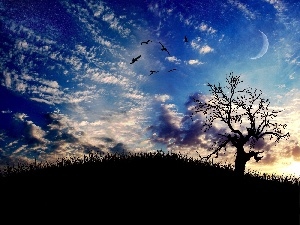 trees, Night, Sky, moon