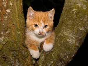 trees, kitten, small, ginger