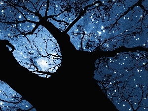 star, trees, Sky