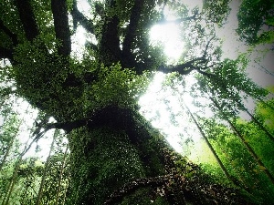 forest, ligh, sun, luminosity, flash, old, mossy, shadow, trees