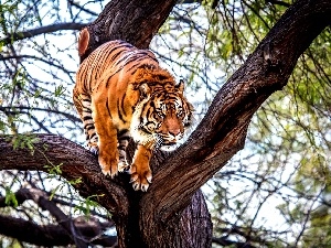 trees, tiger