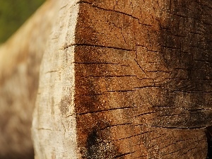 trunk, trees, cut