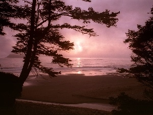 trees, lake, Beaches, west, viewes, sun