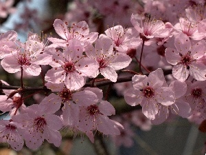 trees, fruit, Blossoming, viewes, twig