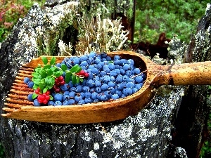 trees, trunk, blueberries, viewes, forest