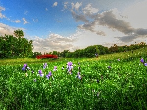 trees, bridges, brook, Meadow, viewes, Flowers