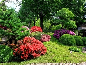 trees, flourishing, Bush, Garden, viewes, beatyfull