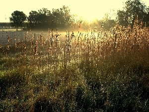 trees, lake, cane, west, viewes, sun