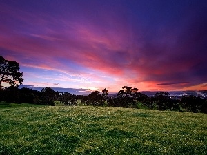 trees, grass, color, viewes, Sky