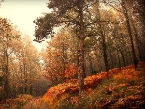 trees, Path, fern, forest, viewes, autumn