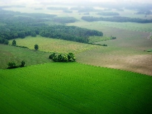 trees, Balloon, field, viewes, color