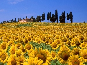 trees, house, Field, viewes, sunflowers