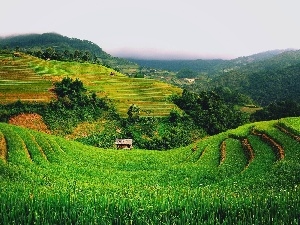 trees, wood, hut, Field, viewes, hills