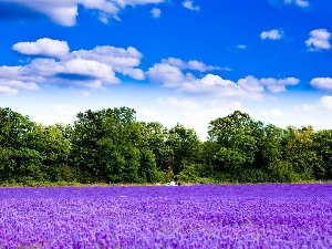 trees, clouds, lavender, viewes, Field