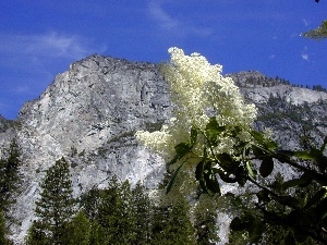 trees, white, lilac, Mountains, viewes, twig