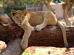 trees, branches, little doggies, viewes, lion