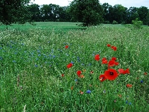 trees, cornflowers, Meadow, viewes, papavers