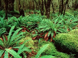 viewes, trees, New Zeland, Bush, green ones