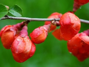 trees, fruit, Red, viewes, Flowers