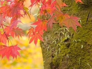 trees, trunk, Red, viewes, leaves