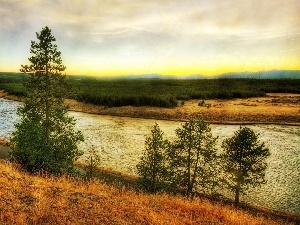 trees, edges, River, viewes, current