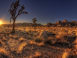 trees, rays, rocks, west, viewes, sun