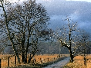 trees, field, rural, viewes, Path