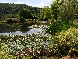 trees, water, scrub, lake, viewes, lilies