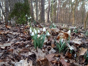 trees, forest, snowdrops, viewes, Leaf