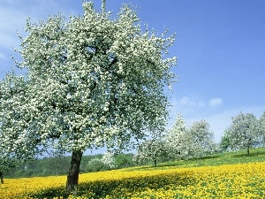 trees, flourishing, Spring, viewes, Meadow