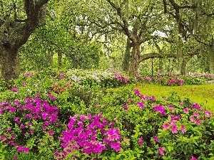 viewes, trees, Spring, rhododendron, Garden