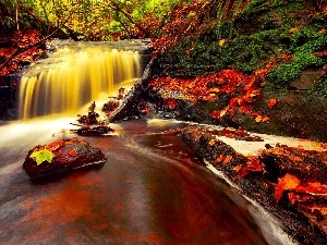 trees, Leaf, waterfall, viewes, brook