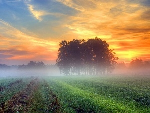 trees, Fog, west, viewes, sun