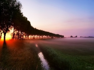 trees, Fog, west, viewes, sun