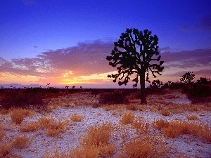 trees, lonely, west, sun