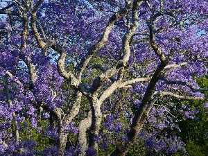 without, trees, Violet