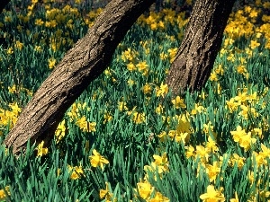 trees, Stems, Yellow, Daffodils