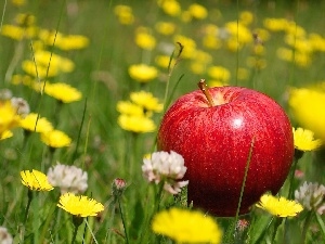 trefoil, grass, Meadow, dandelions, Apple