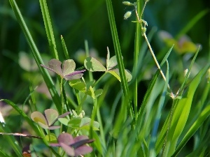 grass, trefoil, blades