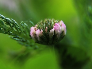 trefoil, Colourfull Flowers, pinky white