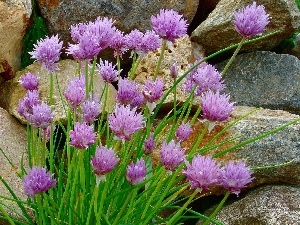 trefoil, Flowers, Stones, purple